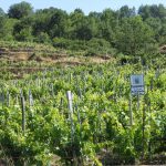 Passopisciaro Contrada RampanteJPG