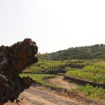 Passopisciaro VignetiJPG