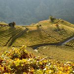 CEMBRA Cantina di Montagna Vigne1