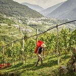 CEMBRA Cantina di Montagna Vigne2