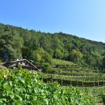 CEMBRA Cantina di Montagna Vigne4 c Nicole Melis