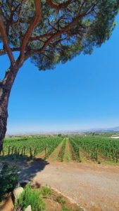Casal Montani vigne 