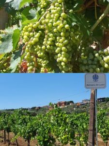 Casal Montani uva e vigna