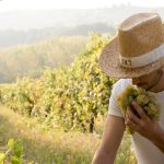 Vendemmia Verdicchio