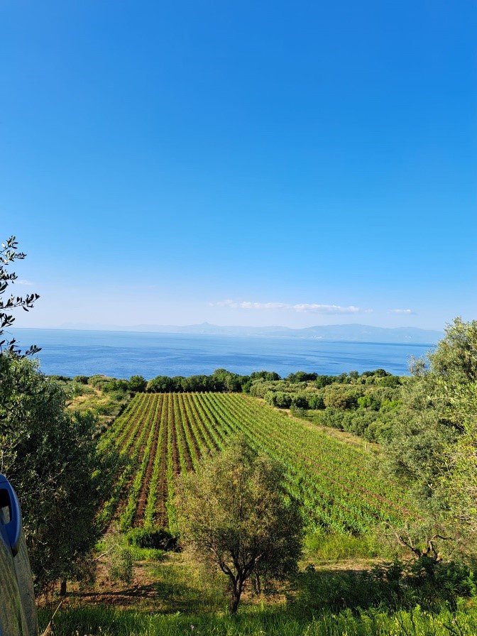 Cantine Artese Costa degli Dei