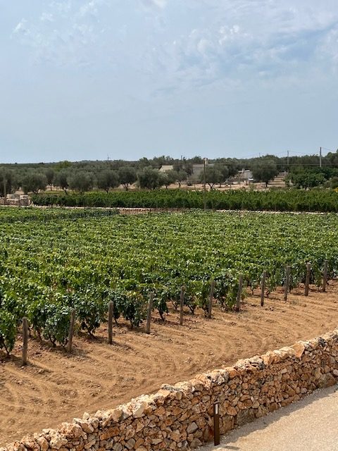Rosso Manduria vigneti