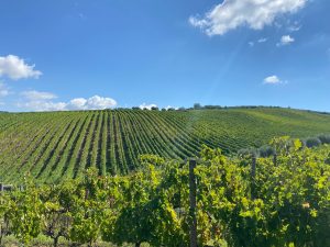 L'Irpinia e le sue Radici vigneti 2