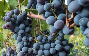 uve Monaci delle terre nere