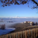 Poderi Luigi Einaudi   Vigneti2