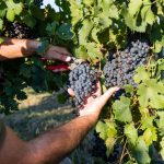 VillaBogdano1880 Vendemmia 15 09 2020 apanciera 8