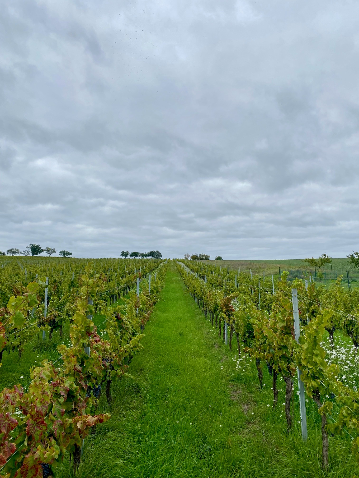Vigne Bocale