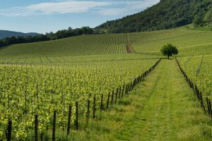 Inama vingeti soave