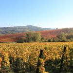 Paternopoli vignetiJPG