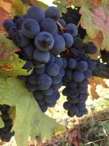 uva nera Ottorino