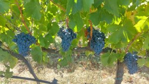 Cannonau 