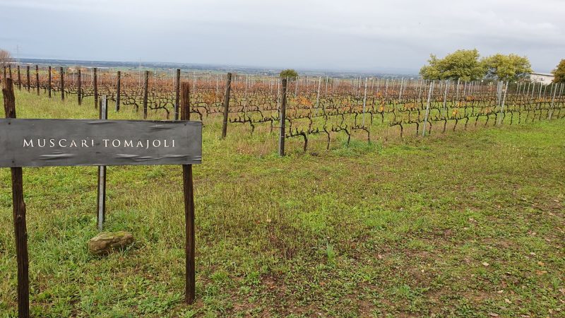 IL BUON VINO NASCE DALLA BUONA TERRA AZIENDA MUSCARI TOMAJOLI