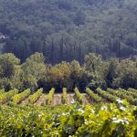 Nittardi   vigneti 2 1