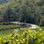 Nittardi vigneti 1