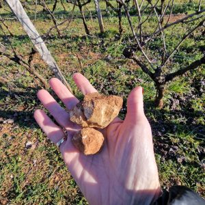 rocce carsiche in vigneto