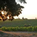Copia di Vigneto 2 1
