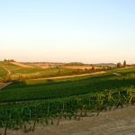 Copia di Vigneto 3 1JPG