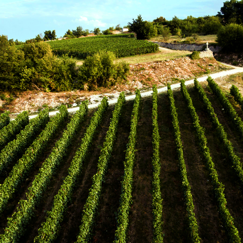 Veduta del vigneto Fabriseria dall'azienda Tedeschi in Valpolicella