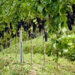 Blauburgunder  Pernter Roland